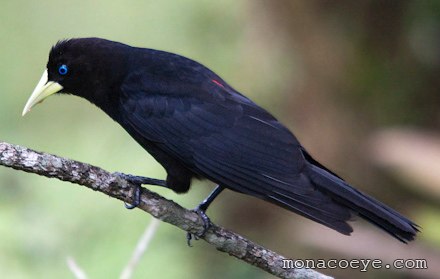 Red Rumped Cacique - Cacicus haemorrhous