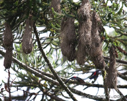 Red Rumped Cacique - Cacicus haemorrhous