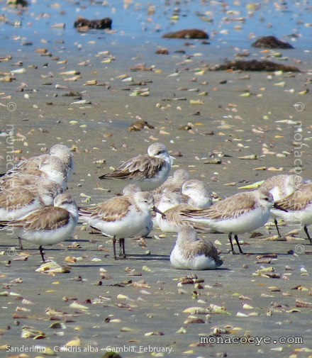 Sanderling - Calidris alba