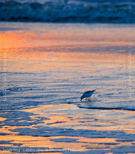 Sanderling - Calidris alba