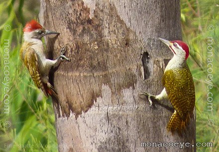 Fine Spotted Woodpecker - Campethera punctuligera