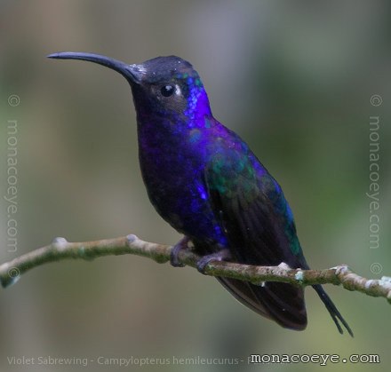 Large Hummingbird