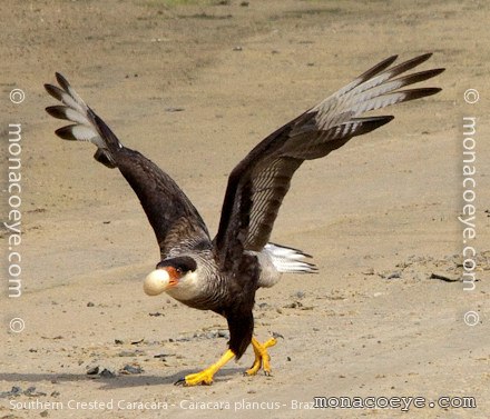 Southern Crested Caracara - Caracara plancus