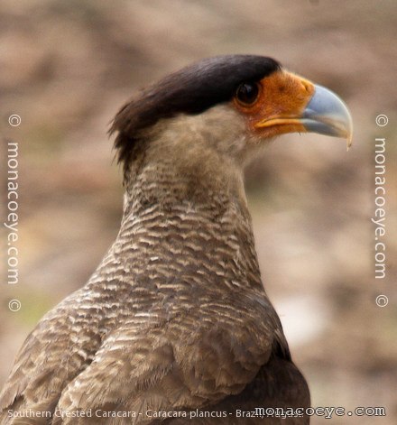 Southern Crested Caracara - Caracara plancus