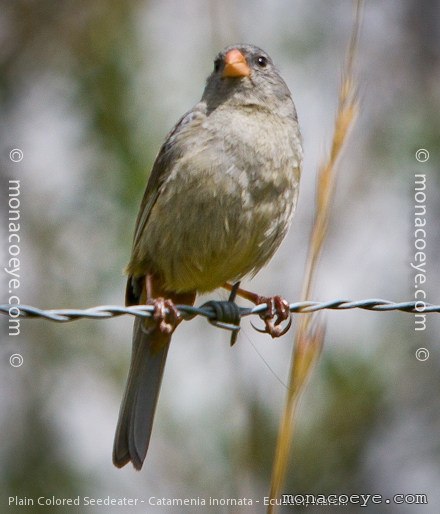 Plain Colored Seedeater - Catamenia inornata