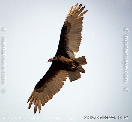 Turkey Vulture - Cathartes aura