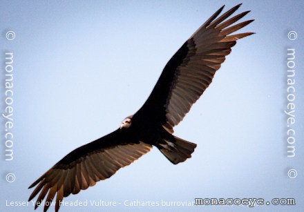 Lesser Yellow Headed Vulture - Cathartes burrovianus