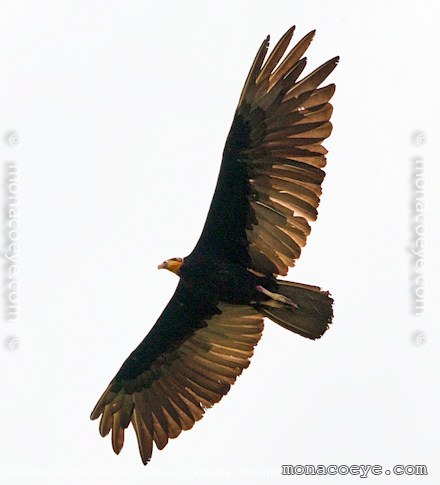 Greater Yellow Headed Vulture - Cathartes melambrotus