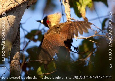 Pale Crested Woodpecker - Celeus lugubris