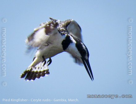 Pied Kingfisher - Ceryle rudis