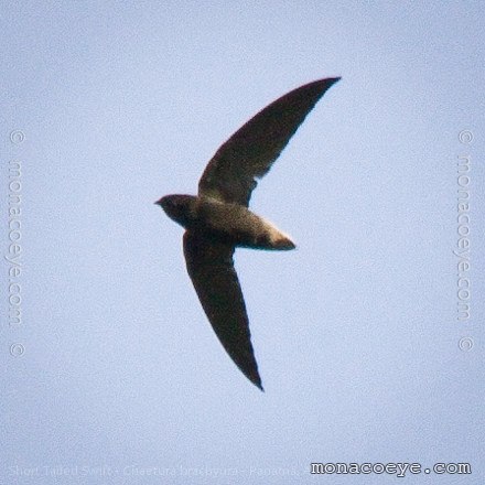 Short Tailed Swift - Chaetura brachyura