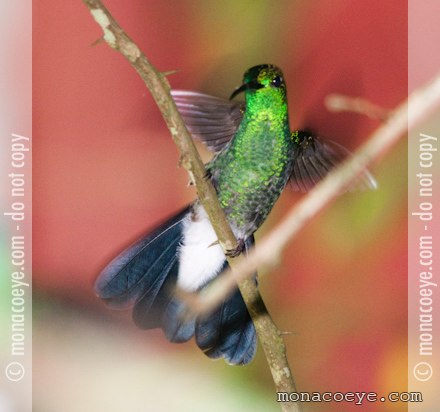 White Vented Plumeleteer - Chalybura buffonii