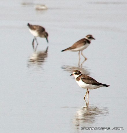 Semipalmated Plover - Charadrius semipalmatus