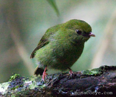 Blue Manakin - Chiroxiphia caudata female