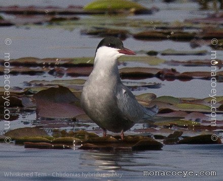 Whiskered Tern - Chlidonias hybridus