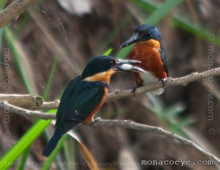 American Pygmy Kingfisher