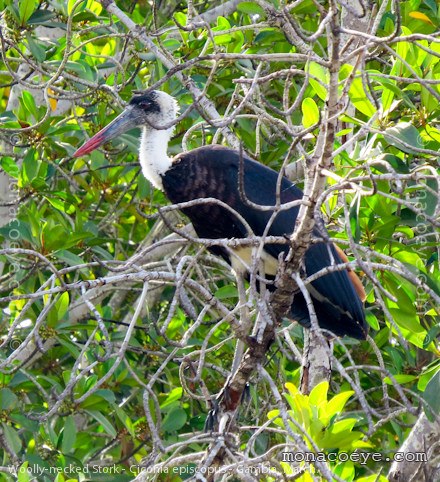 Woolly Necked Stork - Ciconia episcopus