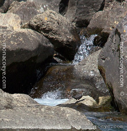 White Throated Dipper - Cinclus cinclus