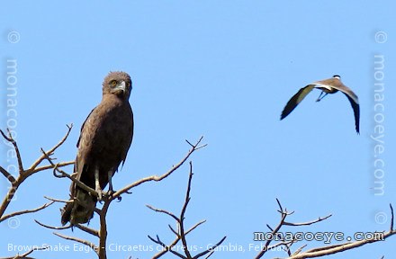 Brown Snake Eagle - Circaetus cinereus