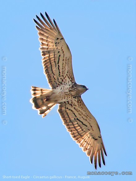 Short Toed Snake Eagle - Circaetus gallicus