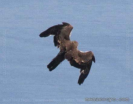 Short Toed Snake Eagle - Circaetus gallicus