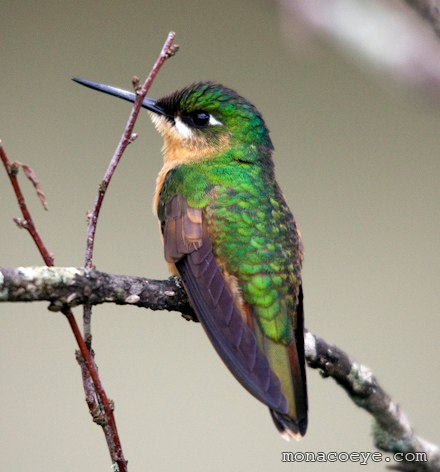 Brazilian Ruby - Clytolaema rubricauda female