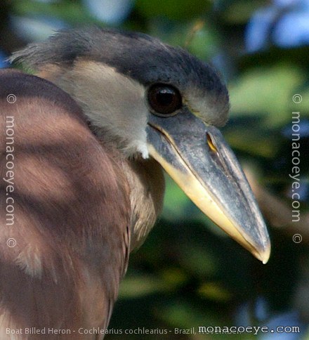 cochlearius cochlearius - boat-billed heron