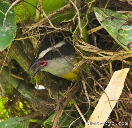 Bananaquit - Coereba flaveola