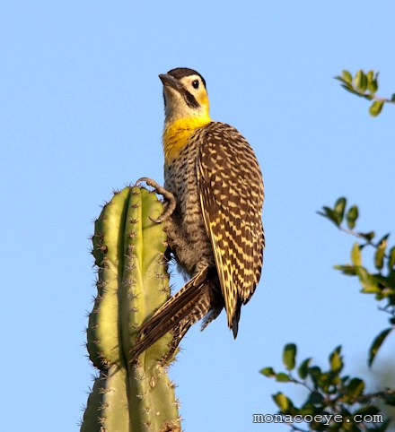 Campo Flicker - Colaptes campestris