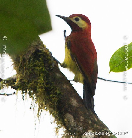 Crimson Mantled Woodpecker - Colaptes rivolii