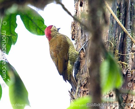 Golden Olive Woodpecker - Colaptes rubiginosus