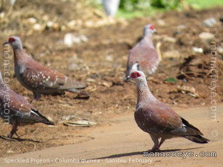 Speckled Pigeon - Columba guinea