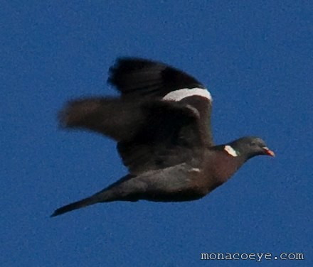 Common Wood Pigeon