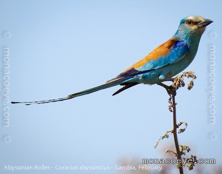 Abyssinian Roller - Coracias abyssinicus