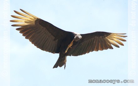 American Black Vuture - Coragyps atratus brasiliensis - in flight