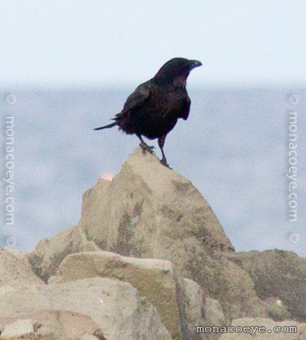 Northern Raven - Corvus corax