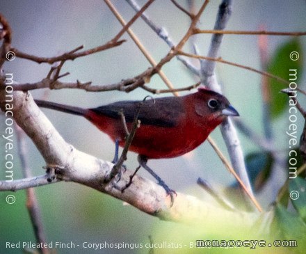 papa-capim-de-coleira (Dolospingus fringilloides)