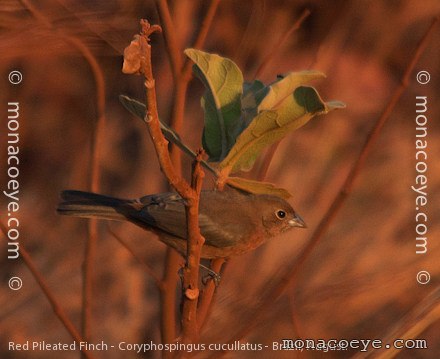 Red Pileated Finch - Coryphospingus cucullatus