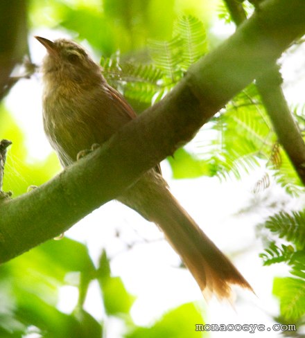 Bahia Spinetail