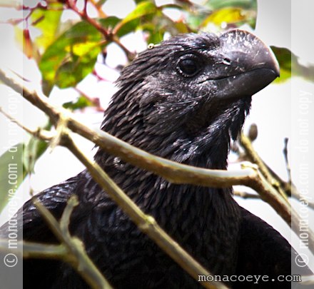 Smooth Billed Ani - Crotophaga ani