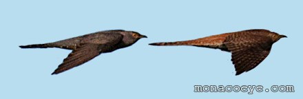 Common Cuckoo - Cuculus canorus