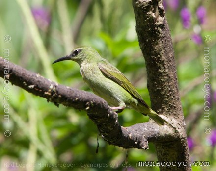 Red Legged Honeycreeper - Cyanerpes cyaneus