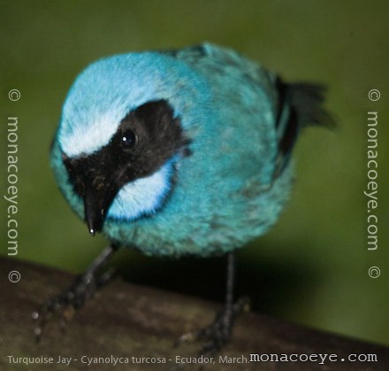 Turquoise Jay - Cyanocorax turcosa
