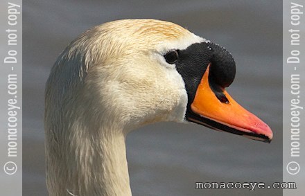 Mute Swan - Cygnus olor