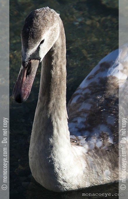 Mute Swan - Cygnus olor