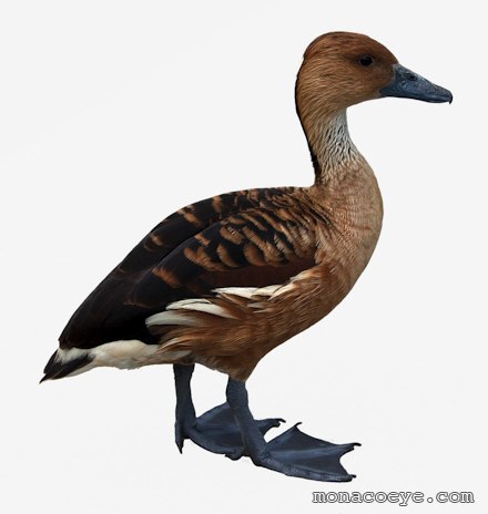 Dendrocygna bicolor - Fulvous Whistling Duck
