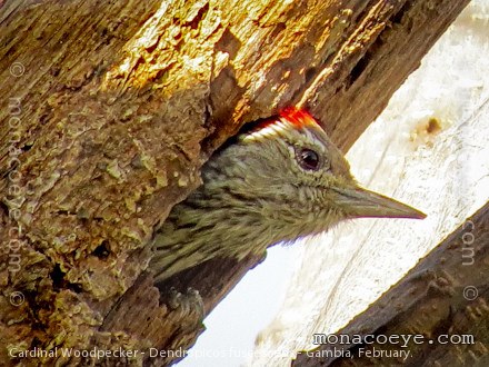 Cardinal Woodpecker - Dendropicos fuscescens