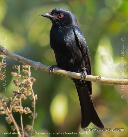 Fork Tailed Drongo - Dicrurus adsimilis