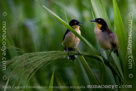 Black-capped Donacobius - Donacobius atricapilla