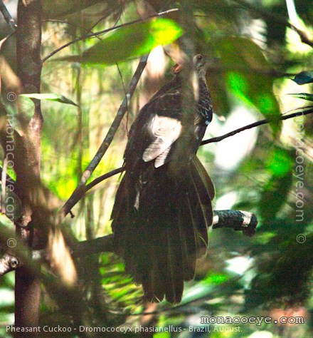 Pheasant Cuckoo - Dromococcyx phasianellus